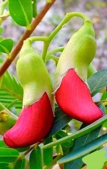 Agati (Sesbania Grandiflora): The Complete Guide to Nature’s Most Underrated Superfood Tree.