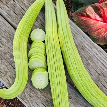 Armenian Cucumber: The Ultimate Guide to Growing, Eating, and Loving This Underrated Garden Gem.