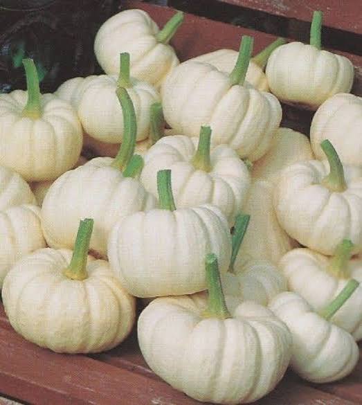 The Ultimate Masterclass Guide to Baby Boo Pumpkins: Decor, Culinary Delights, Growing Secrets, and Health Benefits.